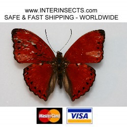 Cymothoe sangaris Gynandromorph (Internet Image property of respective owner, non-commercial use only)